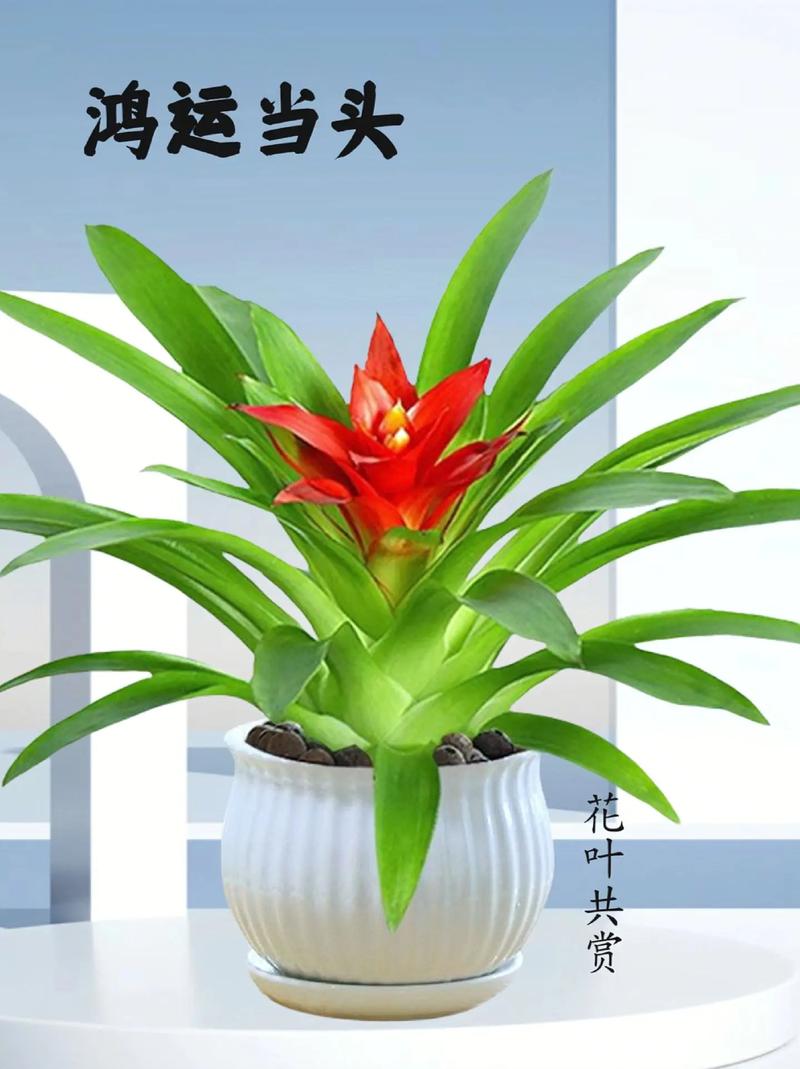 鸿运当头的花为什么不红了补救方法有哪些