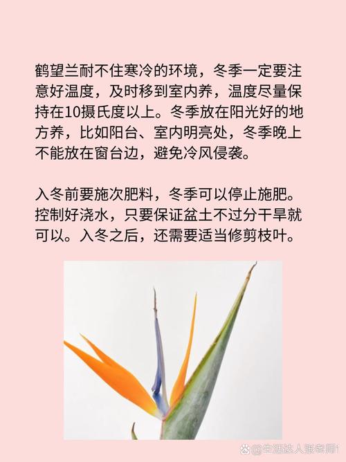如何养鹤望兰花