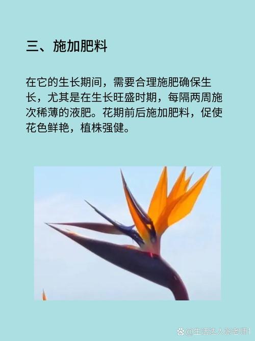 如何鹤望兰