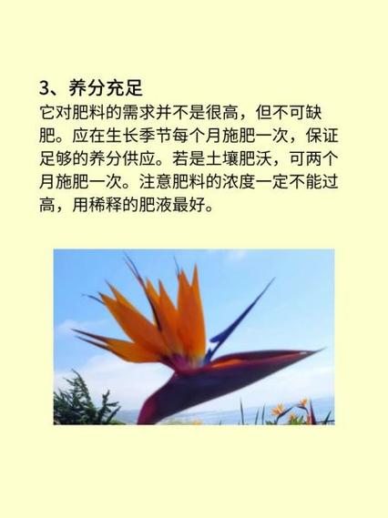 怎么让鹤望兰开花,花期有多长