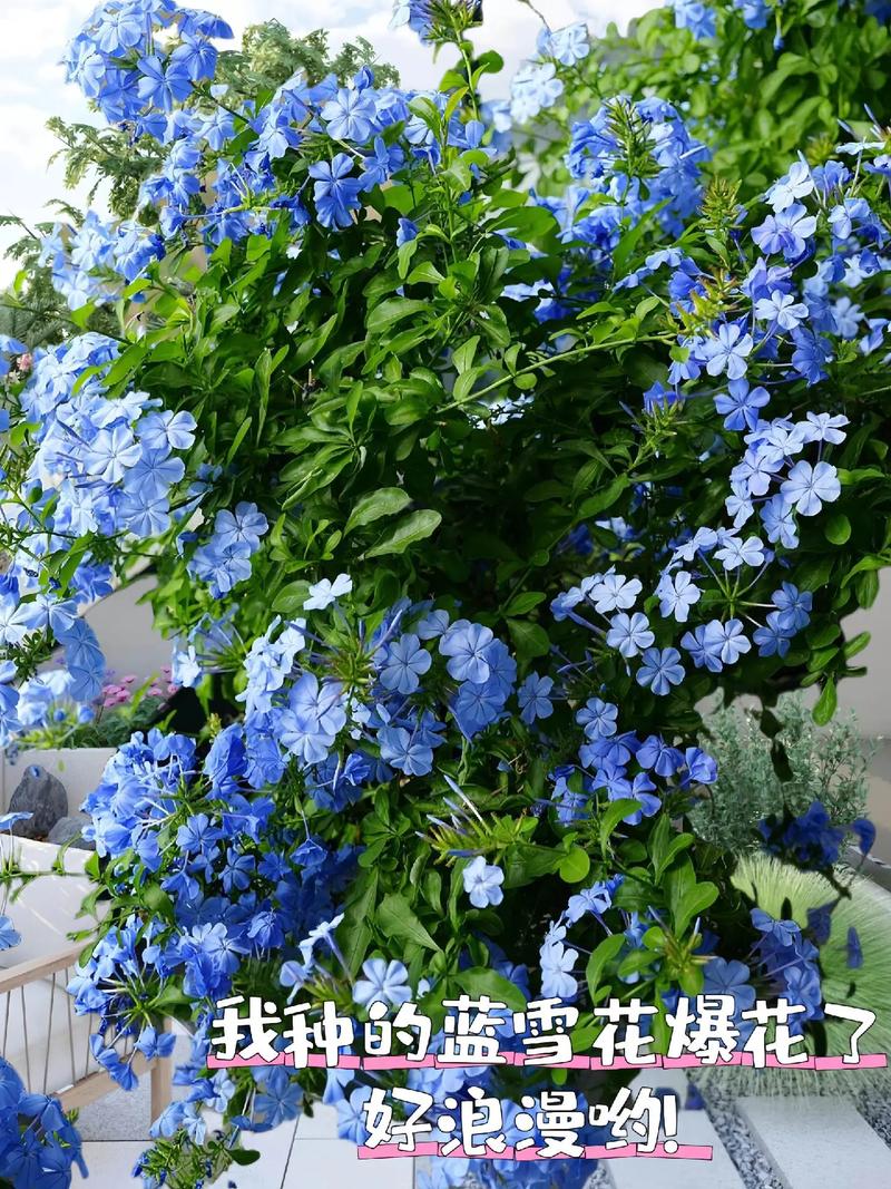 蓝雪花卉适合在哪个月份种植?