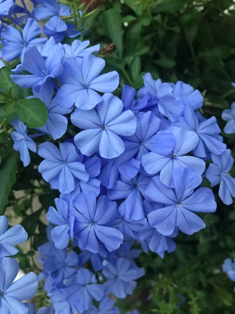 蓝雪花一年四季开花吗