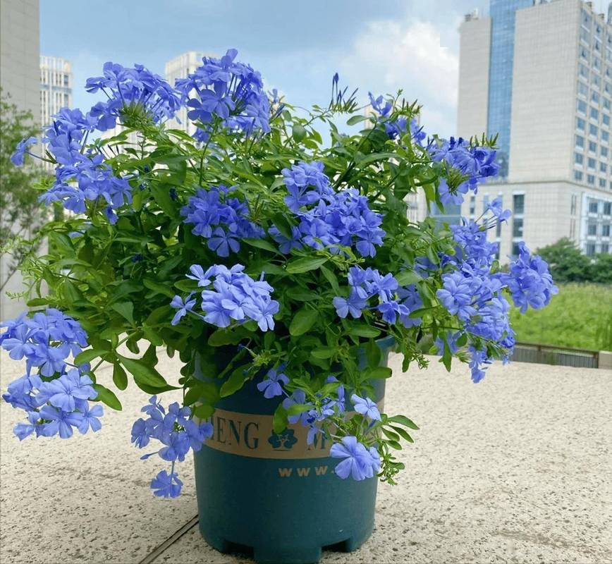 蓝雪花室内怎么养是关键