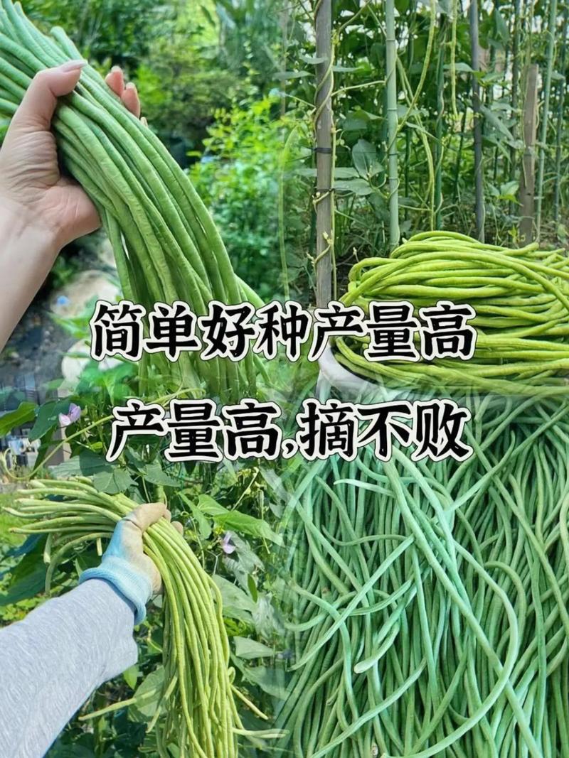刀豆,四季豆分不清么?