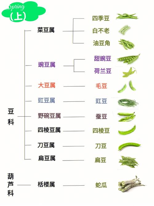 刀豆是四季豆吗?刀豆和四季豆的区别
