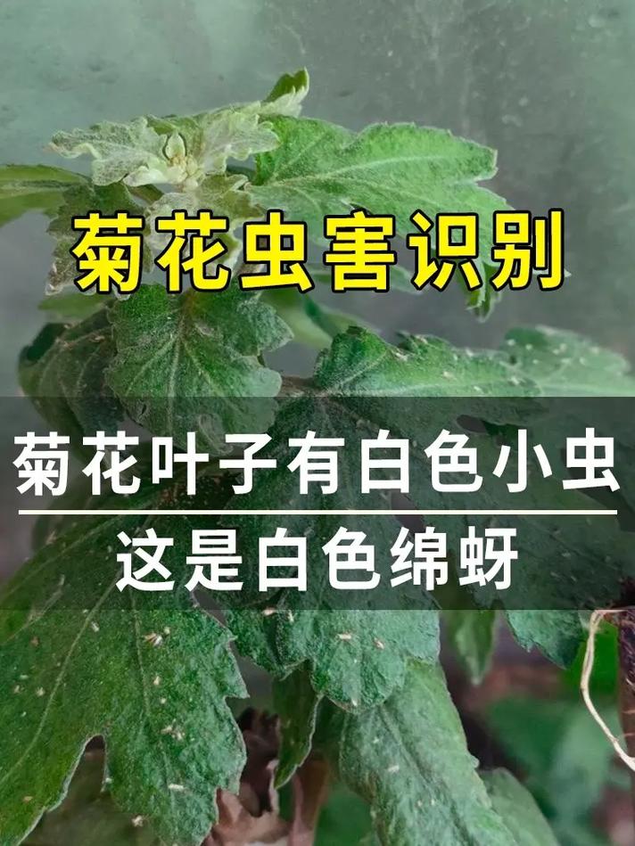 菊花的主要病害有哪些?