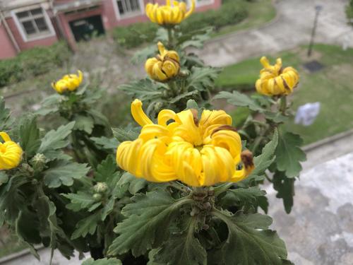 求助,菊花叶子从下往上发黑,然后干了是怎么回事