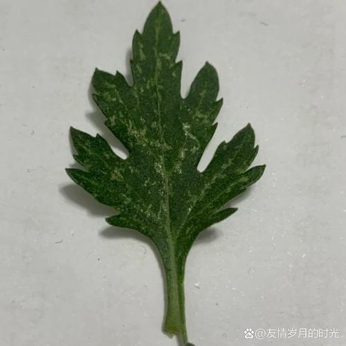 菊花叶子变黑是什么病