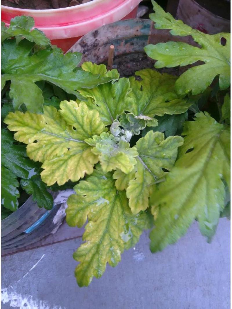 菊花叶子变黑是怎么回事?