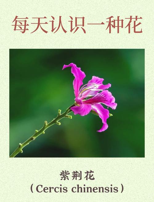 紫荆花的花语是什么象征