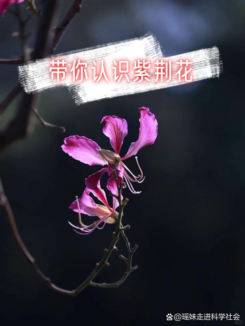 紫荆花的寓意与花语