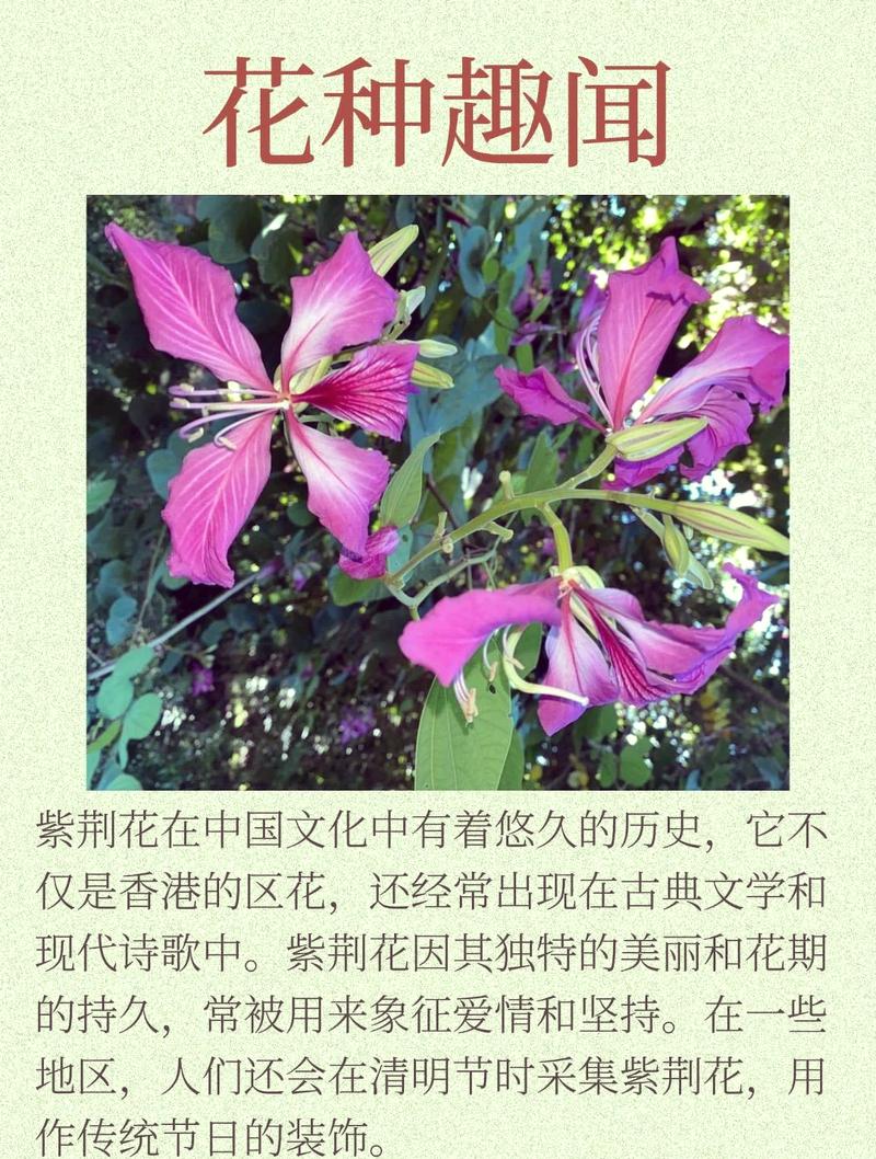 知道紫荆花的花语是什么?
