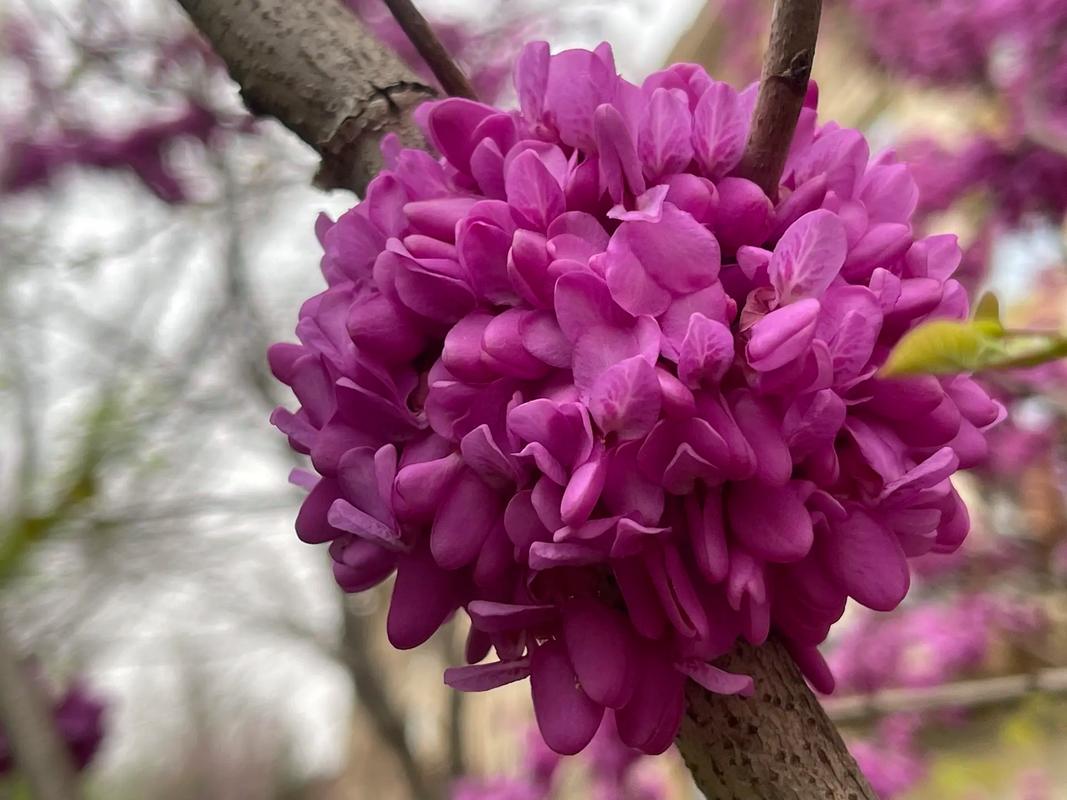 紫荆花的花语是什么?送别人紫荆花原来是这种寓意!