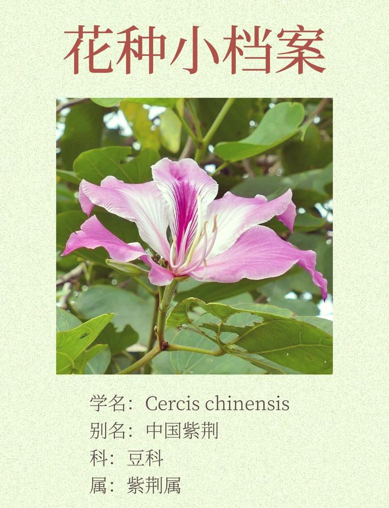 紫荆花语