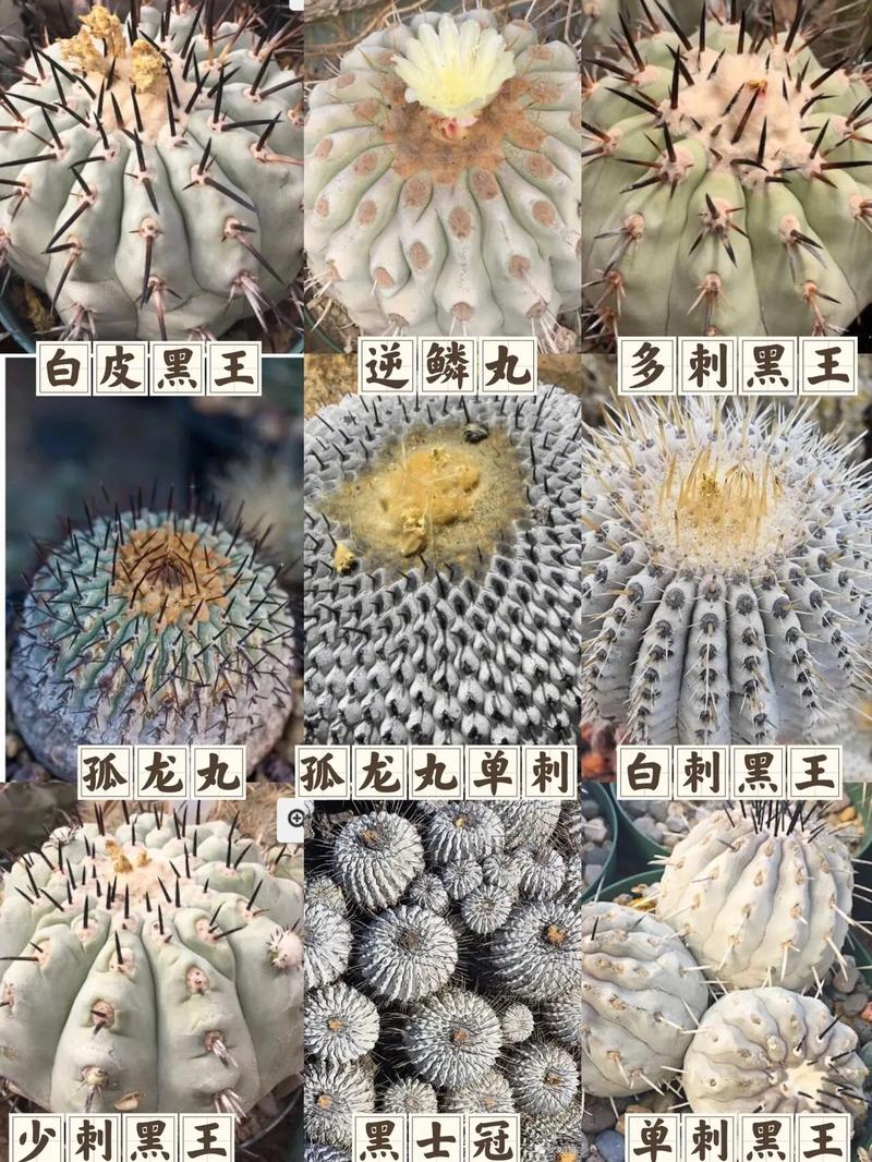 仙人球的其他特点