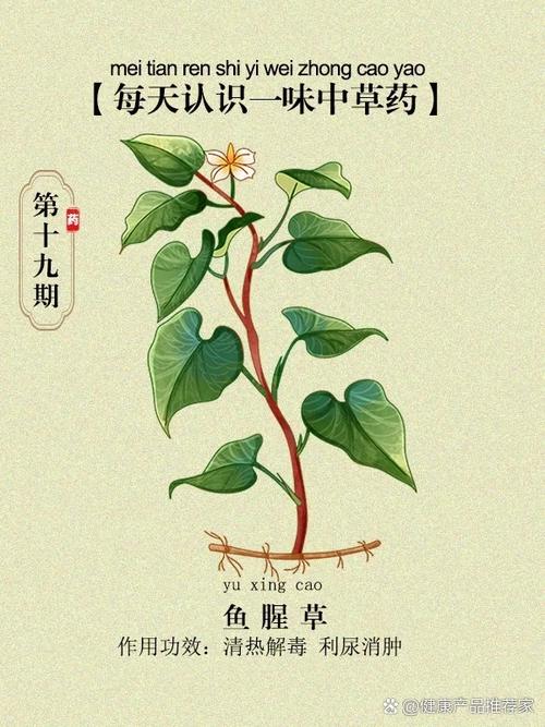 鱼腥草怎么种植方法