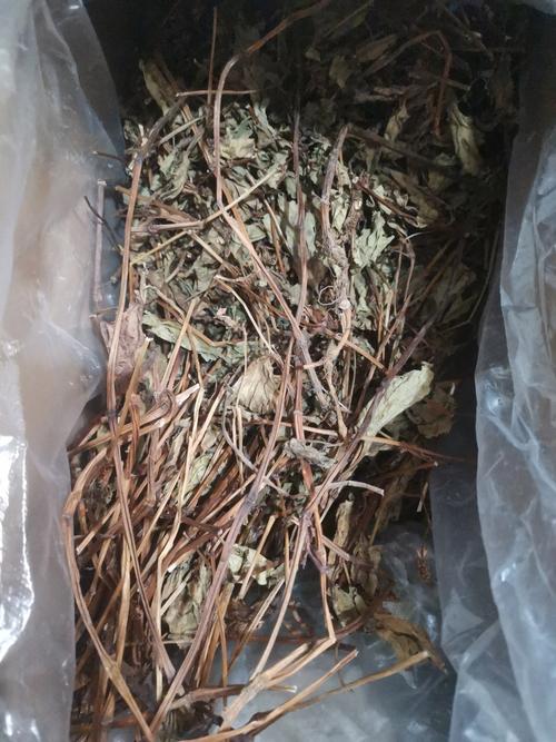 鱼腥草的繁殖方法