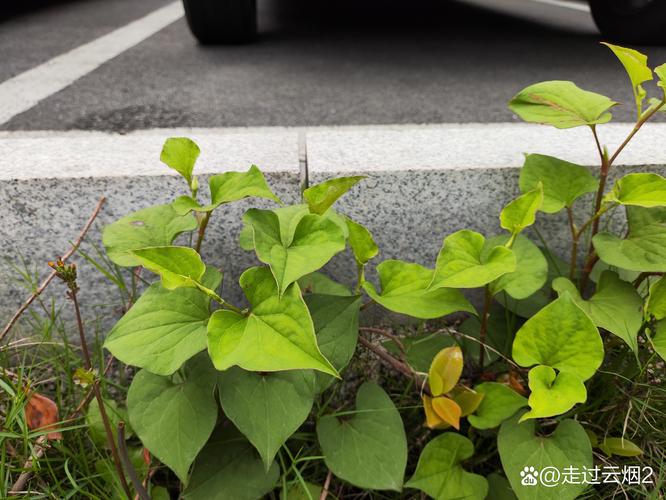 鱼腥草靠扦插存活?鱼腥草的刈割时间