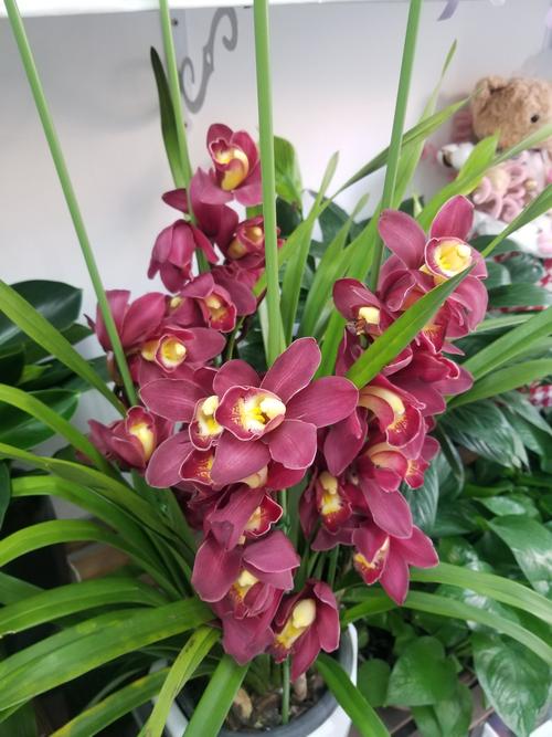 兰花寓意及花语