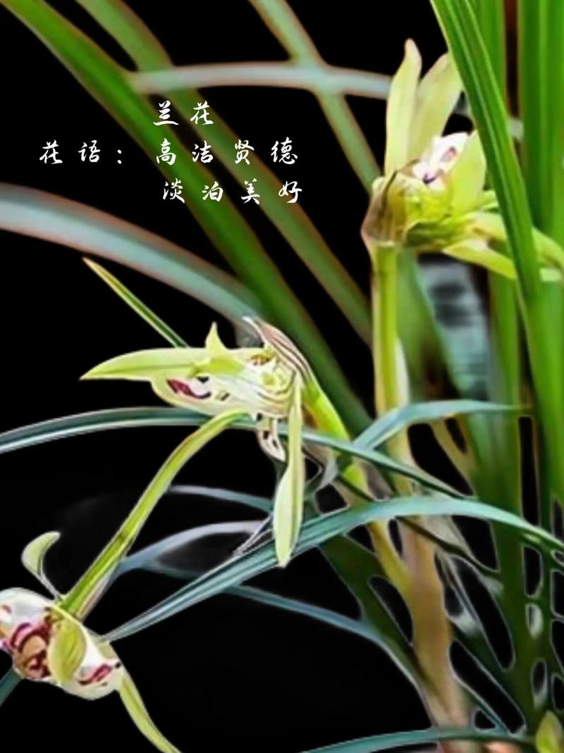 兰的寓意是什么