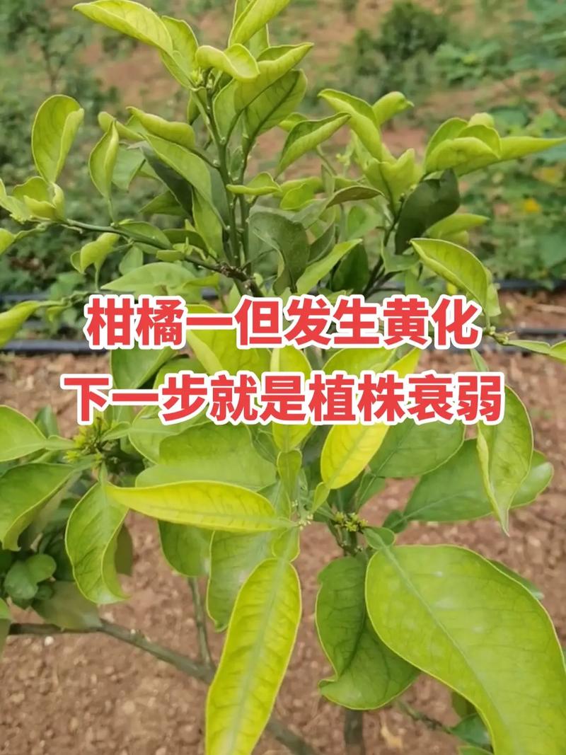 金桔叶子为什么发黄