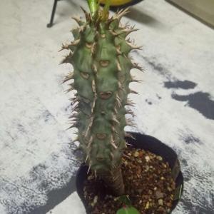 喷火龙的修剪方法