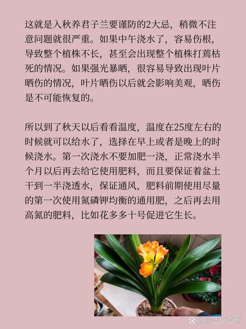君子兰怎么养家庭养法