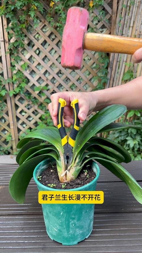 养君子兰的小妙招
