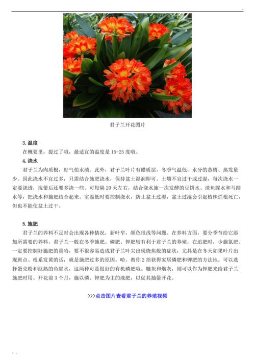 君子兰养殖方法和注意事项_百度经验
