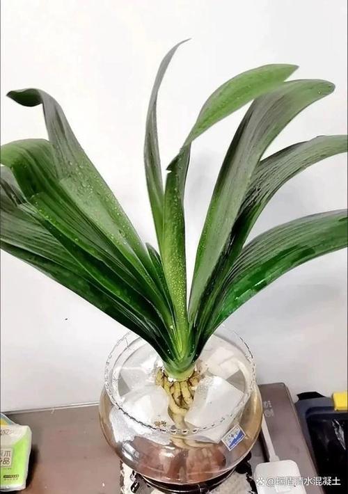 君子兰夏天的养殖方法