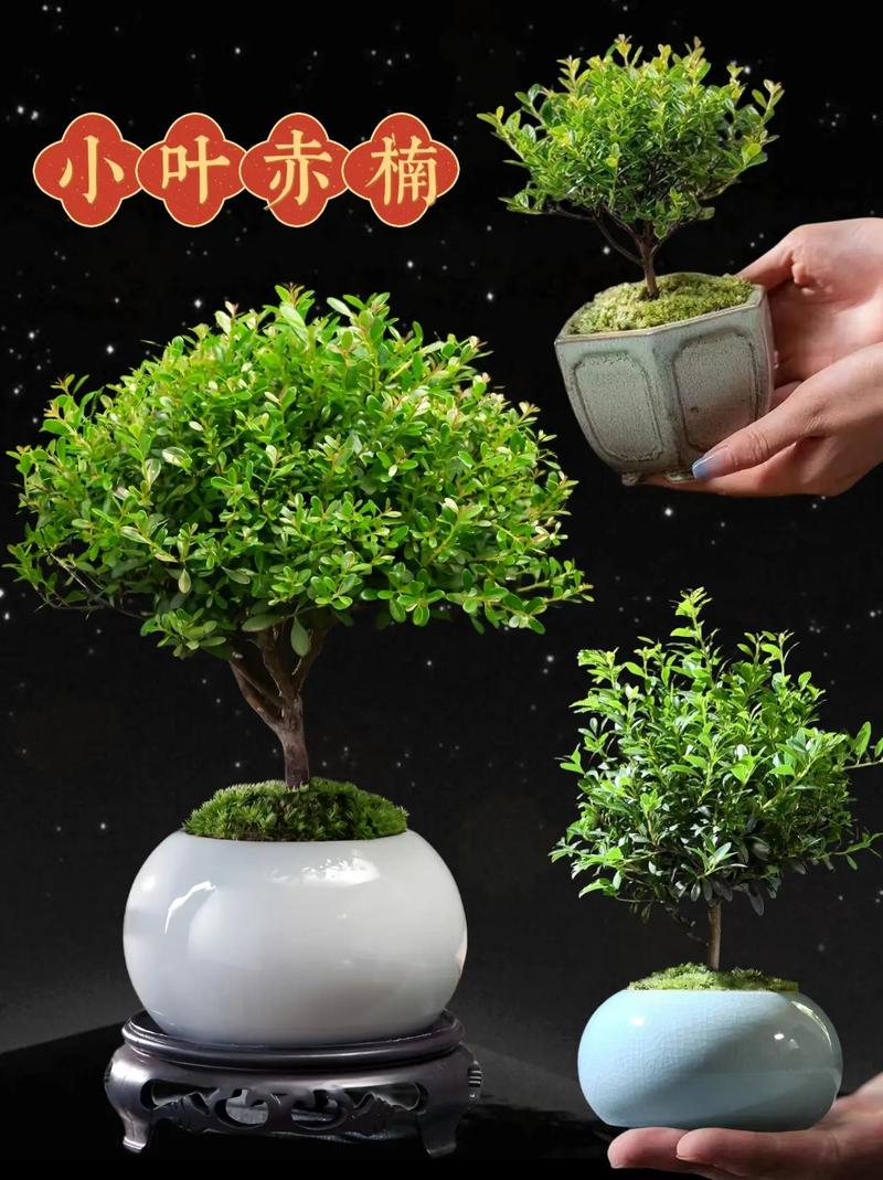 假赤楠形态特征