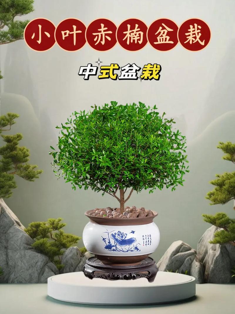 网上小叶赤楠是假的