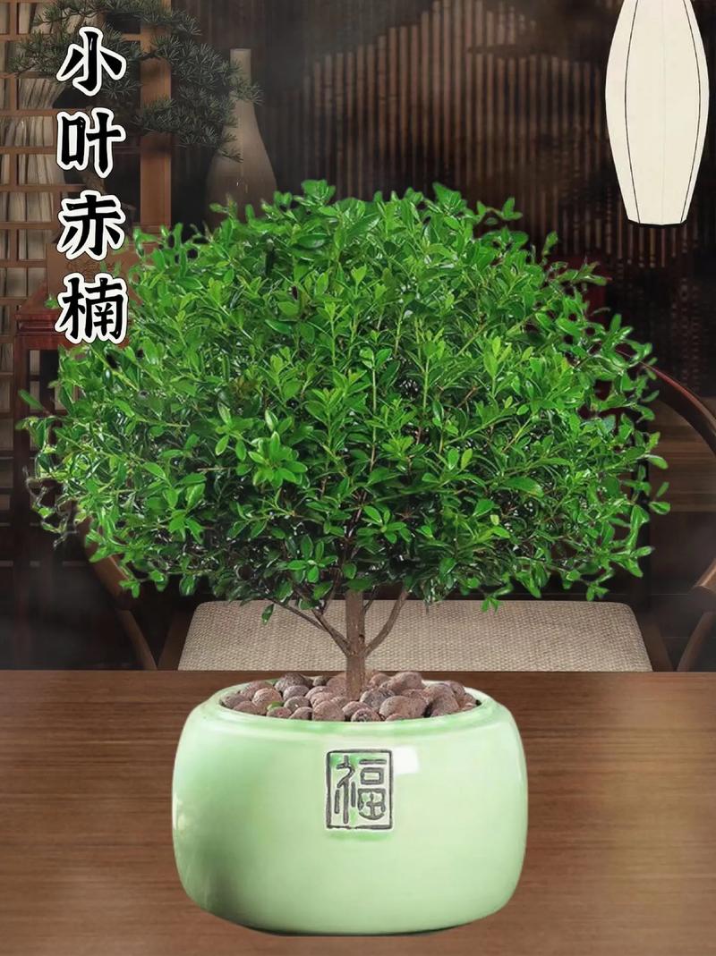 赤楠与假赤楠哪个名贵