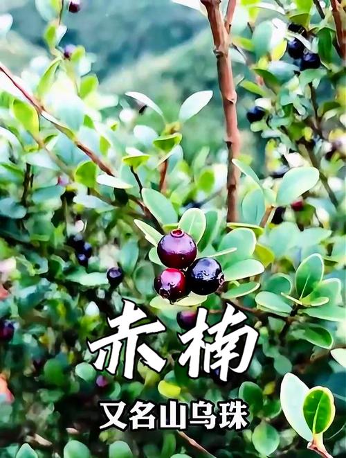 赤楠和假赤楠的区别