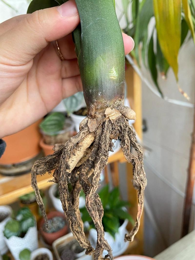 兰花烂根没有叶怎么补救