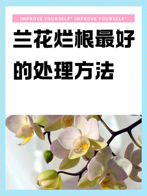 兰花的根烂了,怎么补救?