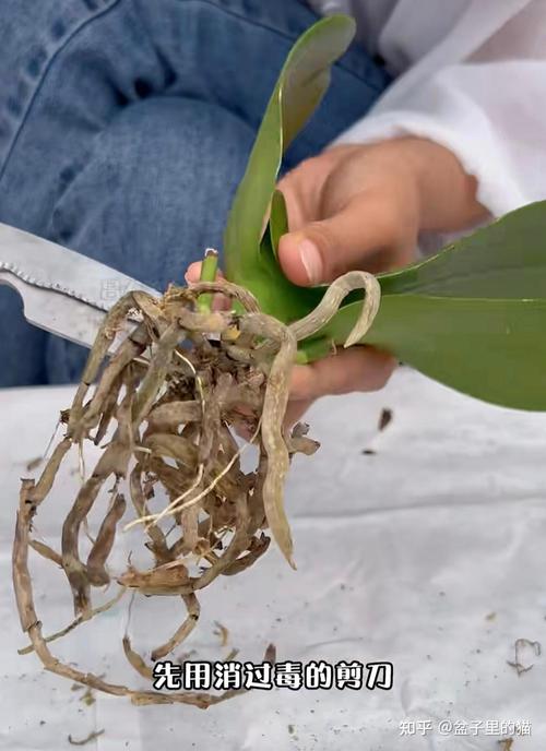 兰花烂根怎么补救