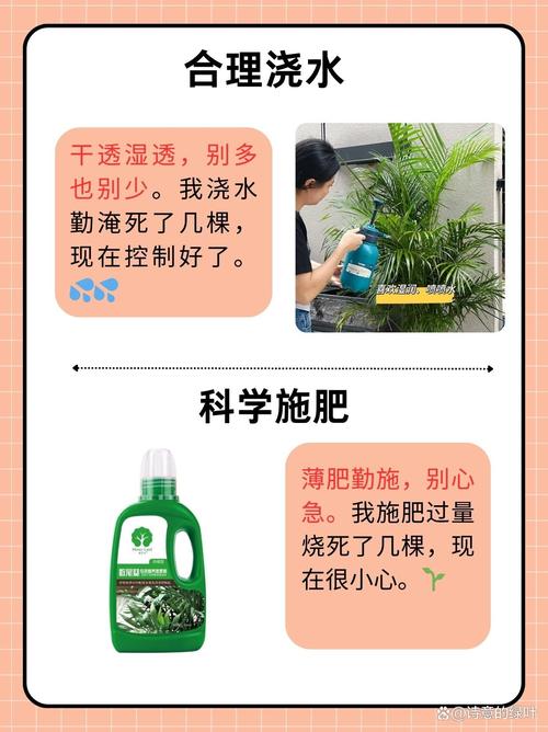 散尾葵叶子发黄发干如何补救怎么办