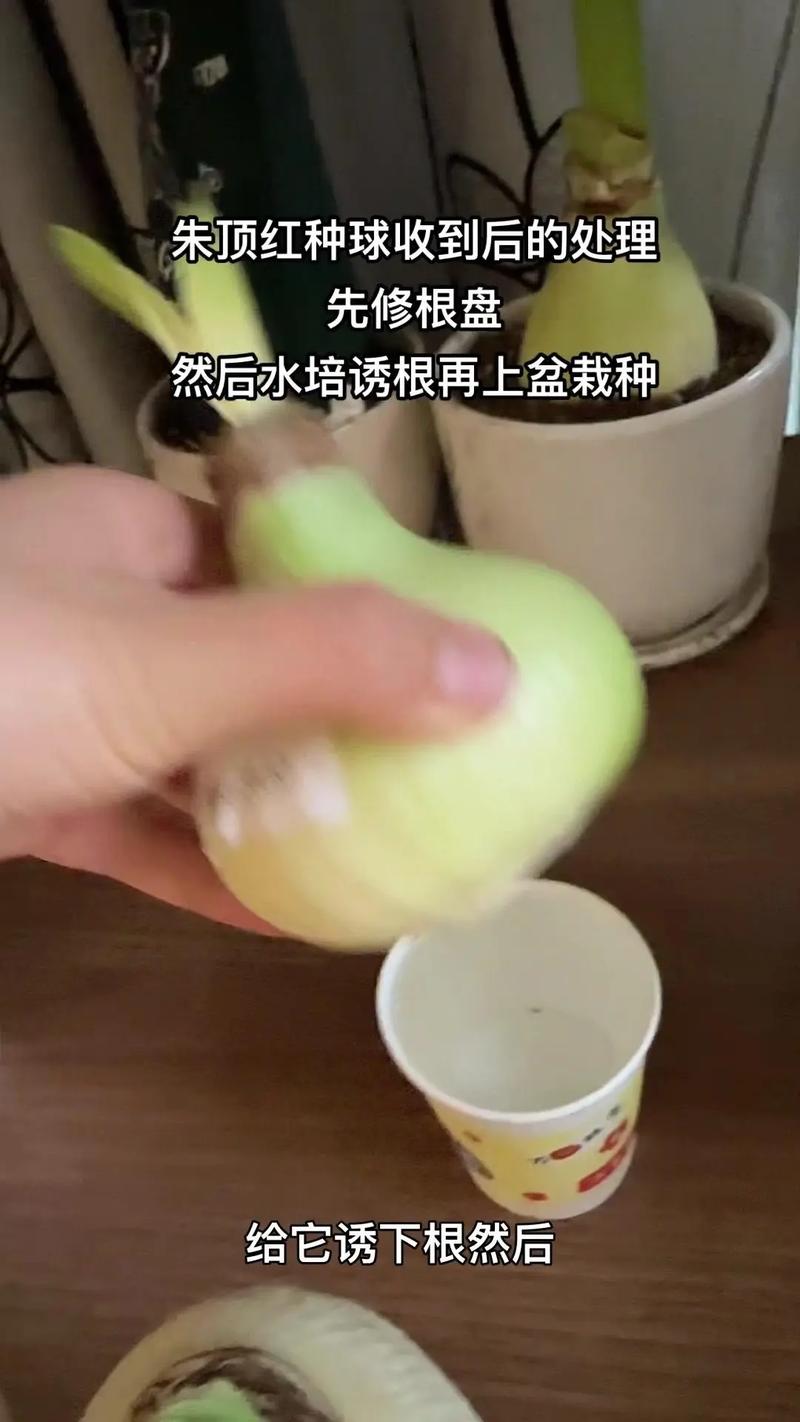 朱顶红正确的养殖方法
