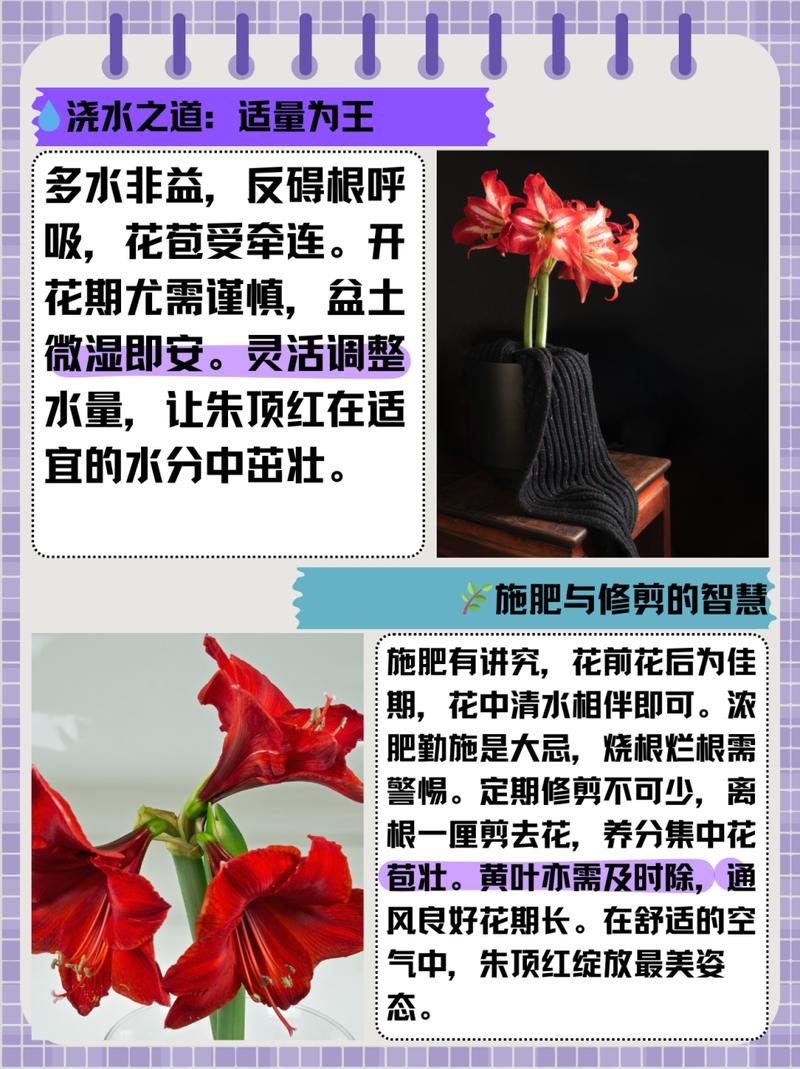 朱顶红花期养护