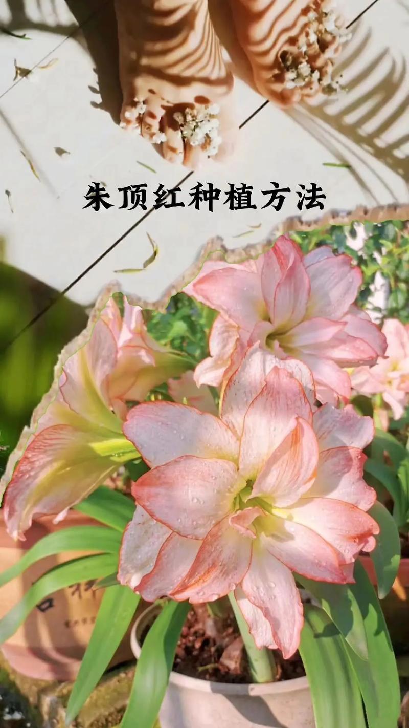 朱顶红的养殖方法和注意事项