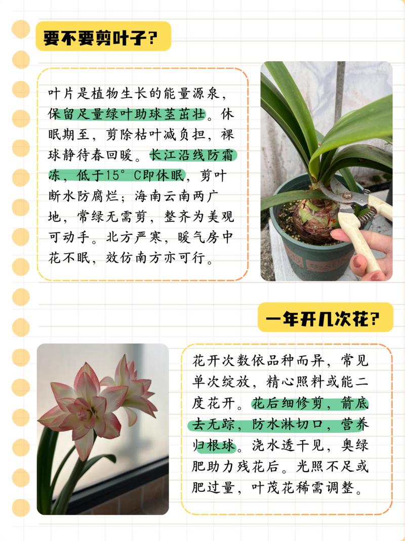 新买的朱顶红怎么养