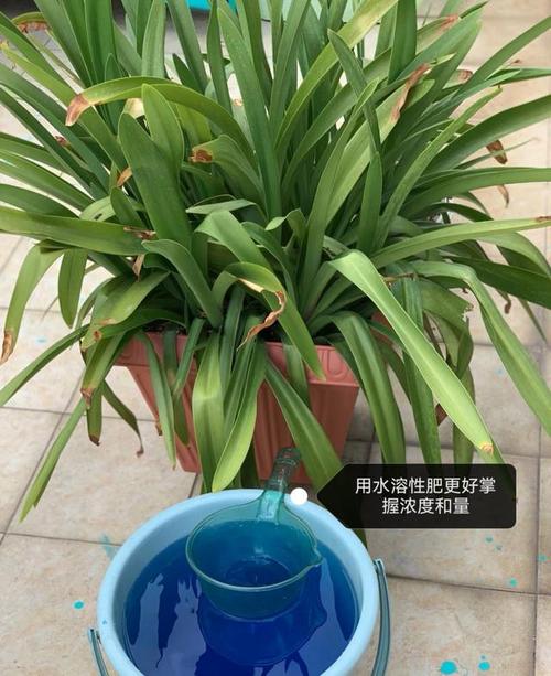 朱顶红夏天怎么养