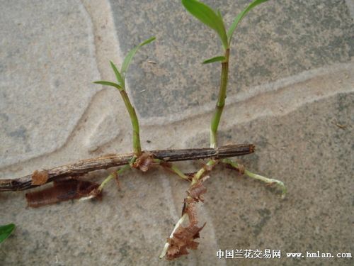 铁皮石斛最有效的扦插方法