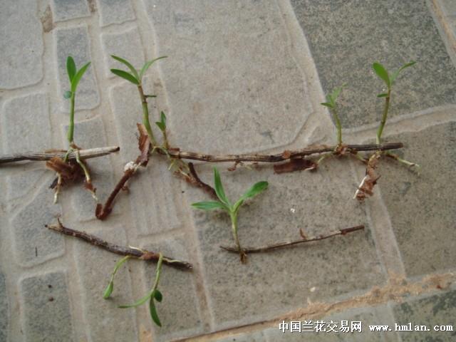 铁皮石斛扦插繁殖方法
