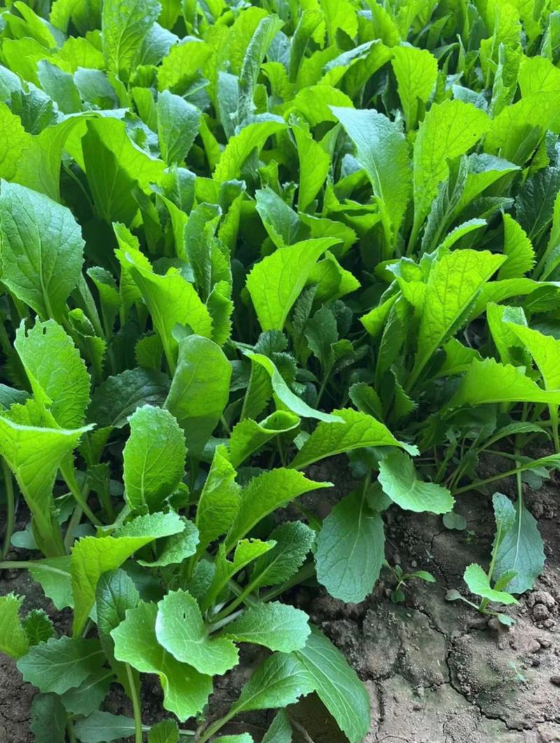 橄榄花白菜怎样管理需要每天都浇水吗