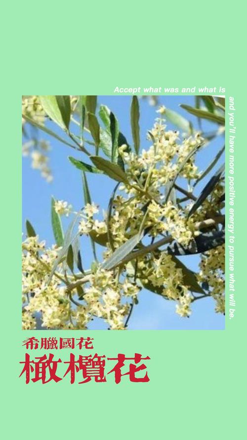 橄榄花品种大全,盘点前十不同橄榄花