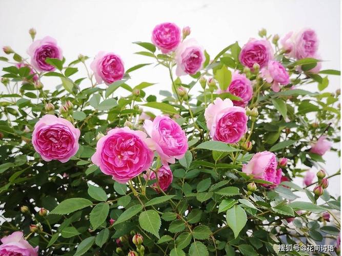 倒挂金钩花的养殖方法