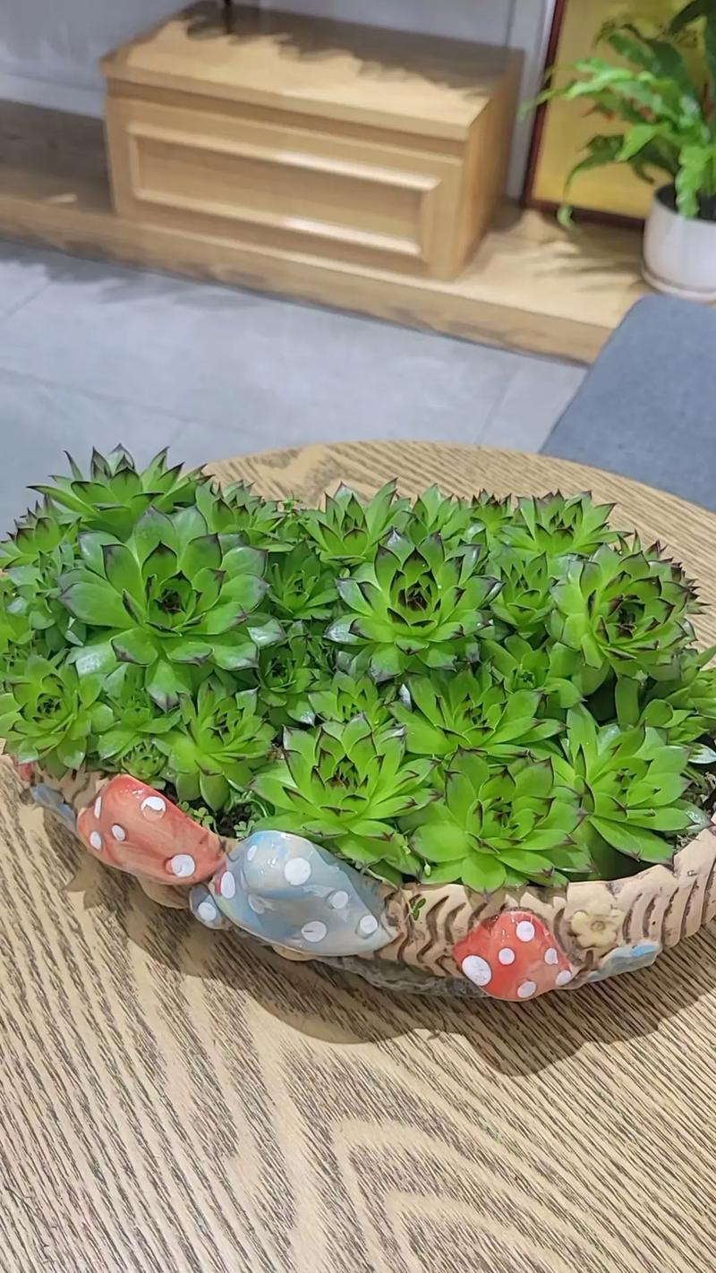 莲花掌和观音莲怎么区分