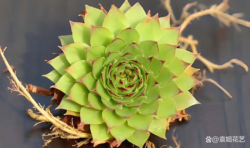 观音莲与红缘莲花掌的区别